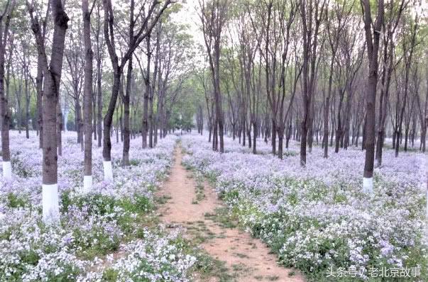 北京这四个景点小众还免费,北京油菜花海免门票