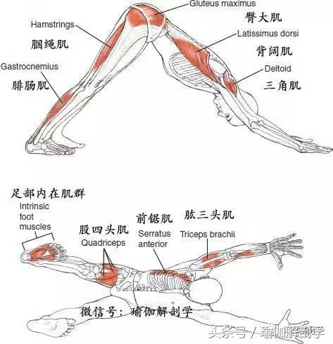 下犬式瑜伽怎么练,怎么做好瑜伽下犬式