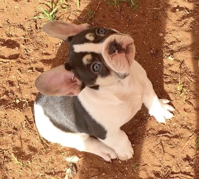 扒一扒萨摩耶宠物冷知识,狗剃刀过敏