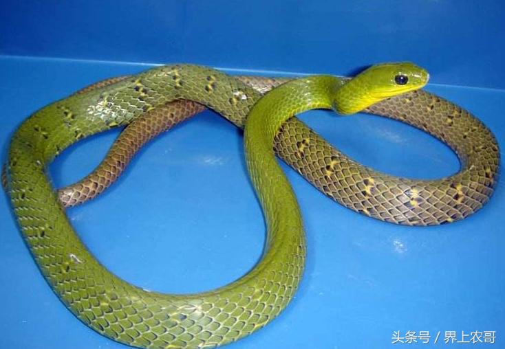 养蛇技术及管理,良丰县养殖技术视频