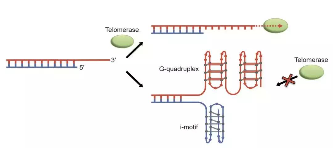 超越双螺旋,超越三体人的存在