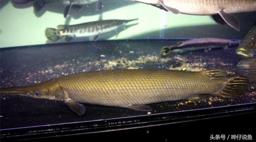 火箭鱼种类大全,火箭鱼有多少品种