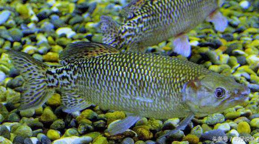 火箭鱼种类大全,火箭鱼有多少品种