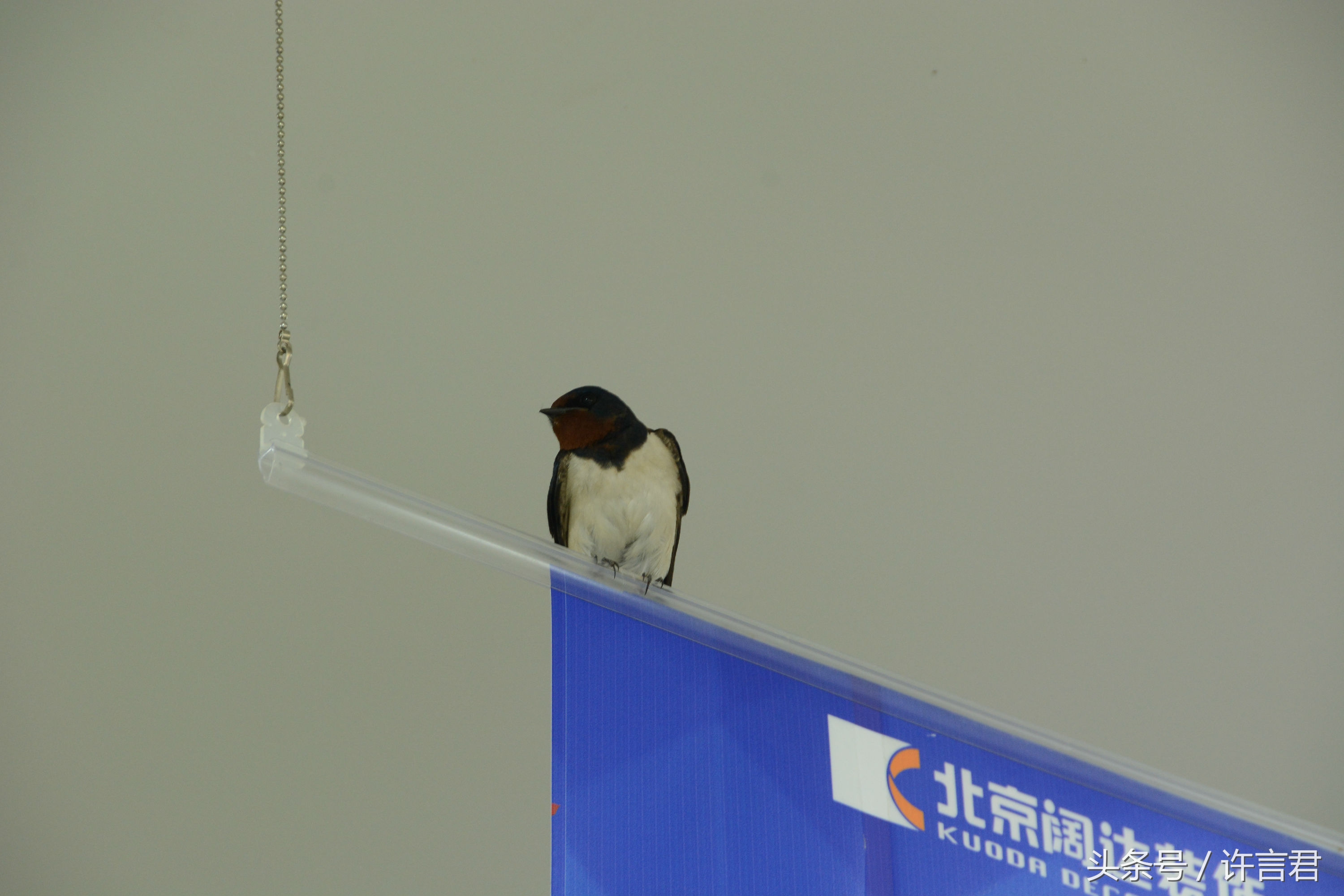 燕子在店铺内安家，老板和员工一起给燕子帮忙