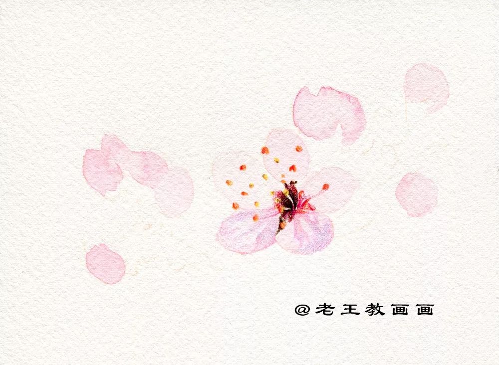 桃花桃树用彩铅怎么画,三年级简单画桃花彩铅