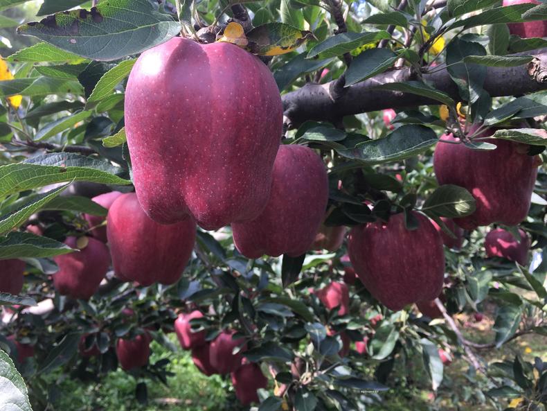 花牛苹果是什么样的,花牛苹果价格一览表