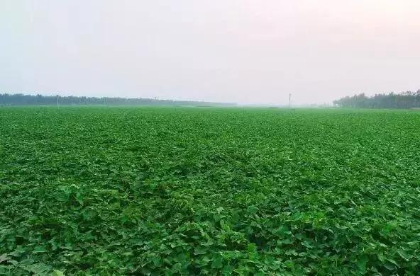 湖北蔬菜都有哪些品种,湖北种植特色菜有哪些