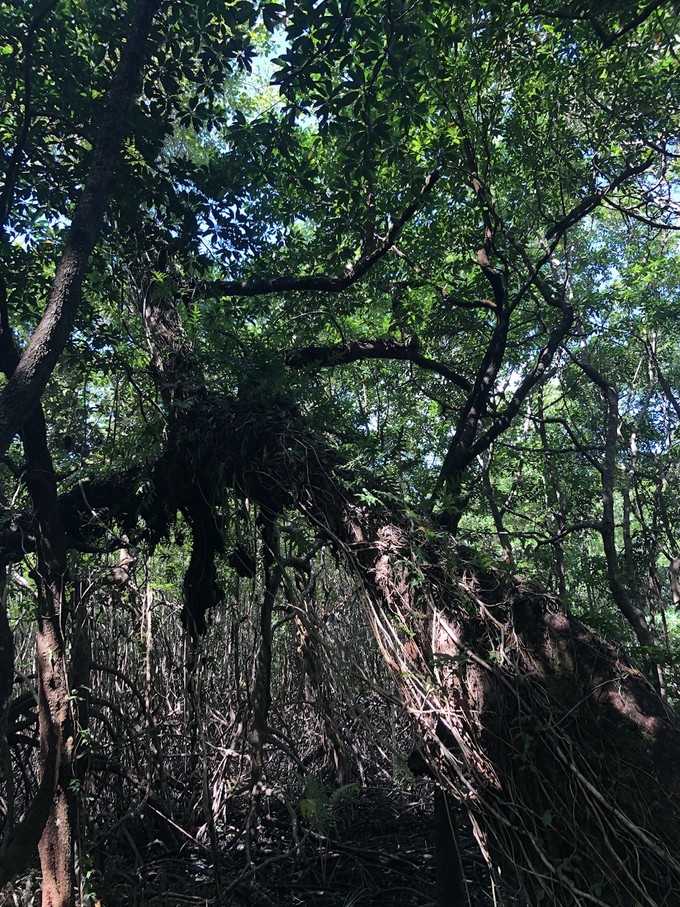 帕劳的海景风光给人美的享受,帕劳的海洋和沙滩风景图片