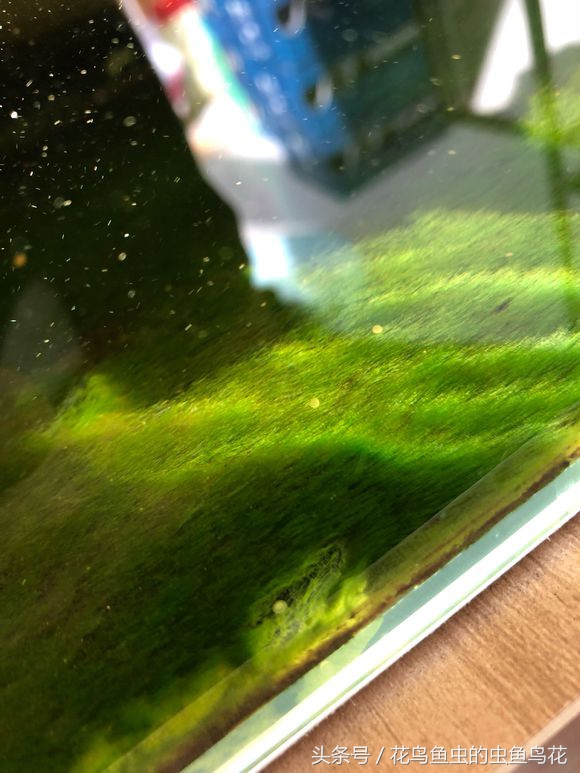 鱼缸养绿苔教程,鱼缸养绿苔方法