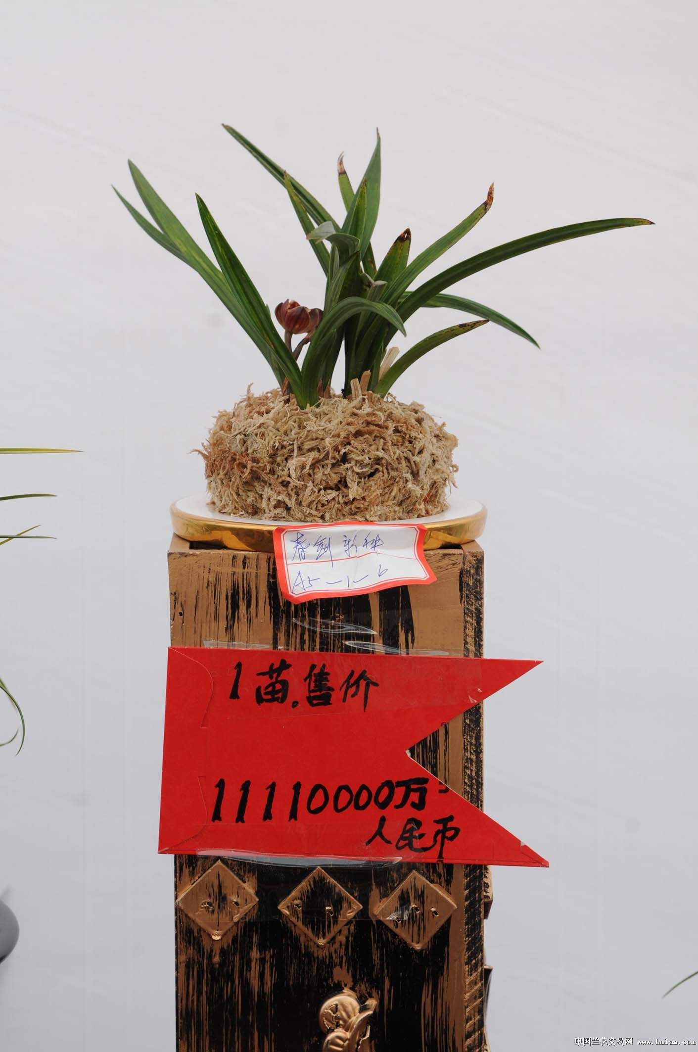 价值3000万一盆的兰花,一盆价值20万的兰花