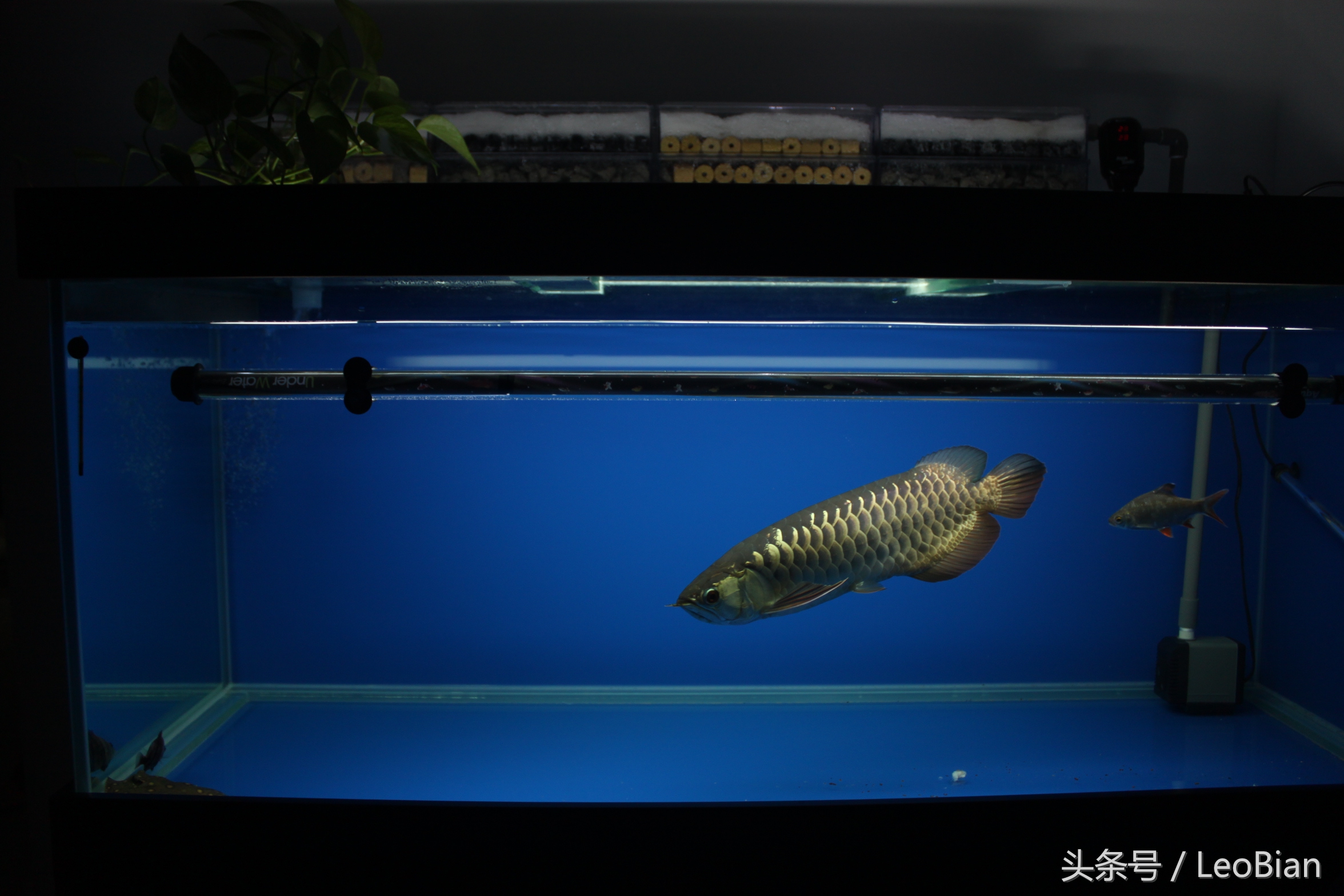 别了疯子完整版,别了疯子完整视频