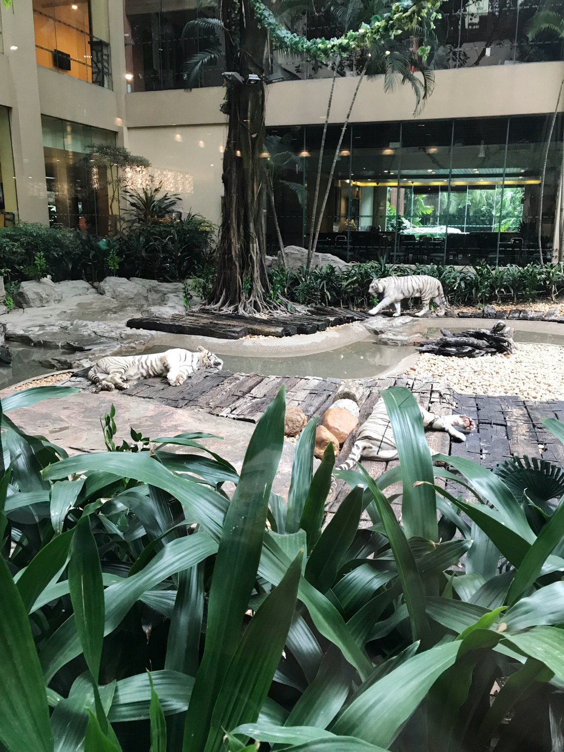 广州长隆熊猫酒店套票攻略,番禺长隆野生动物酒店住宿攻略