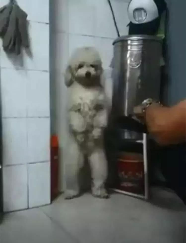 泰迪生气怎么管教,泰迪胆子太小出门乱叫发抖