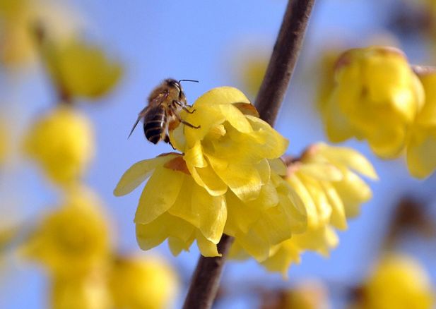 魏子昌经典诗词,魏子昌律诗全集