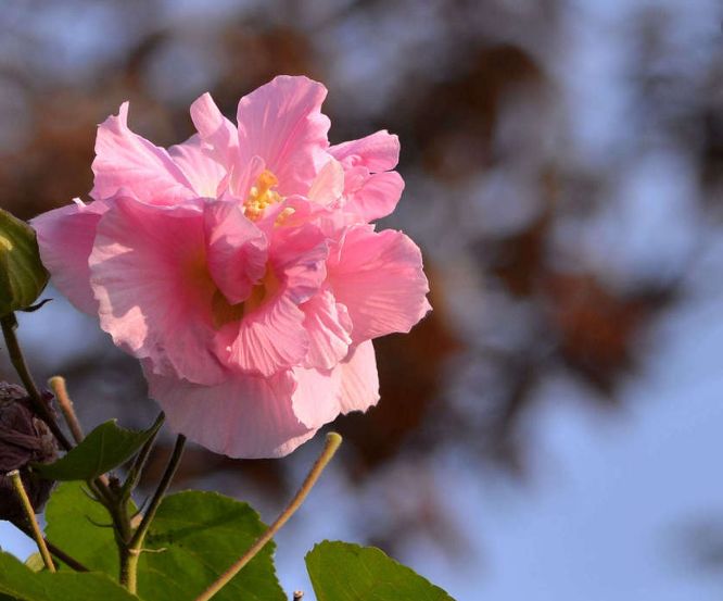 魏子昌经典诗词,魏子昌律诗全集