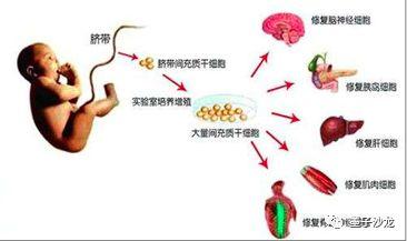 干细胞的代码,生命源代码61