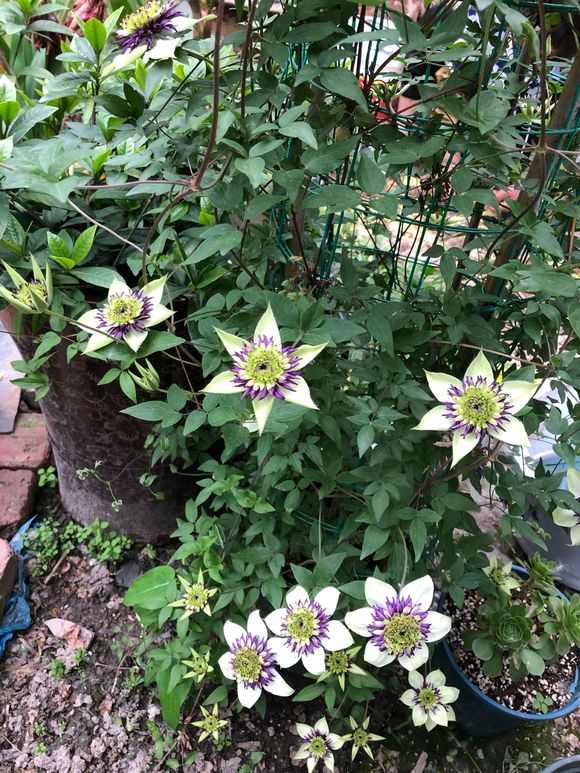 铁线莲爬藤花卉排名前十名,铁线莲哪个品种花最好看