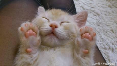 狗狗常见脚垫问题及护理要点,狗狗常见问题和解决方法