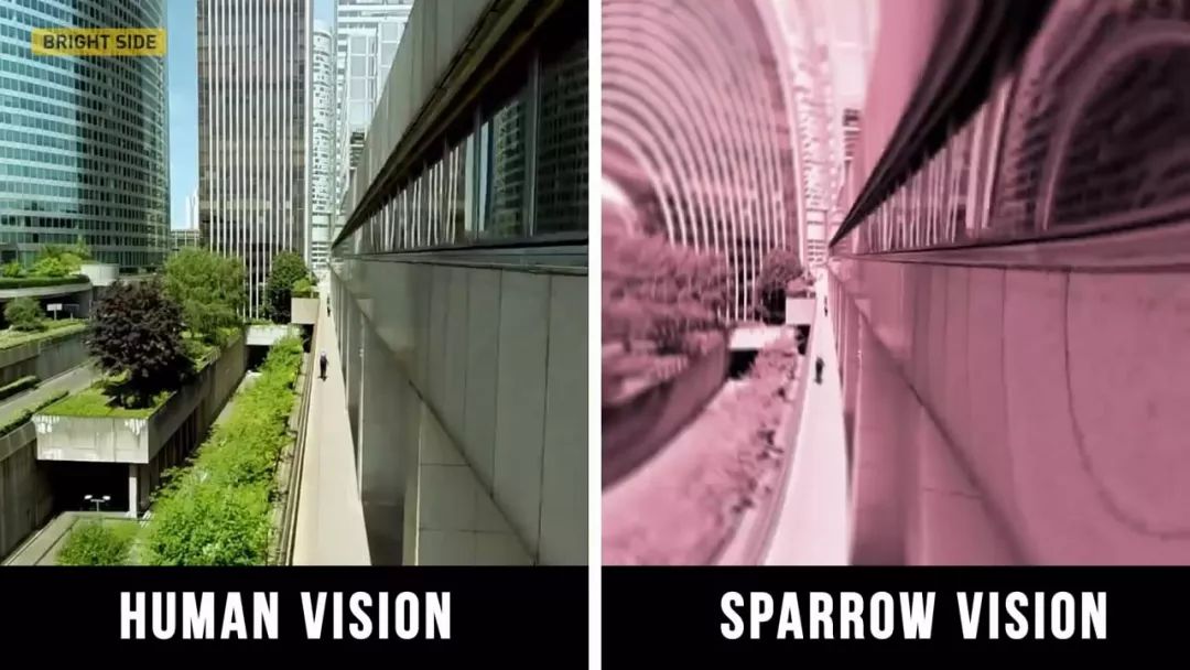 动物眼中的世界是什么样子的图片,动物眼里的世界长怎样