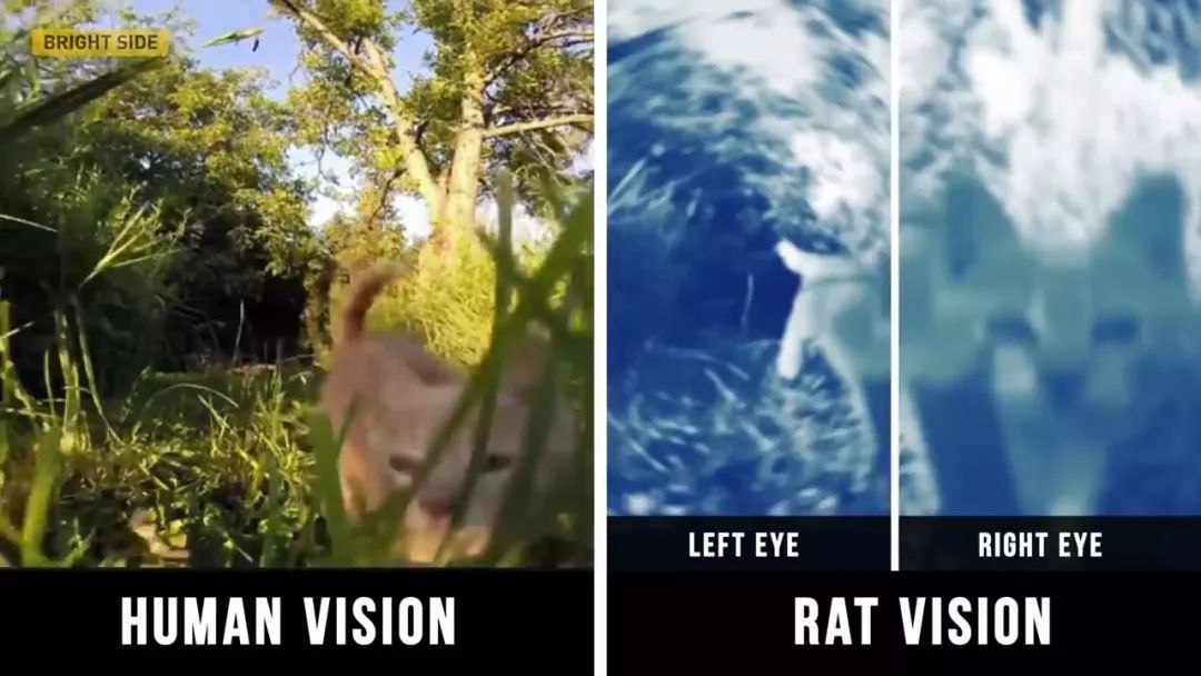 动物眼中的世界是什么样子的图片,动物眼里的世界长怎样