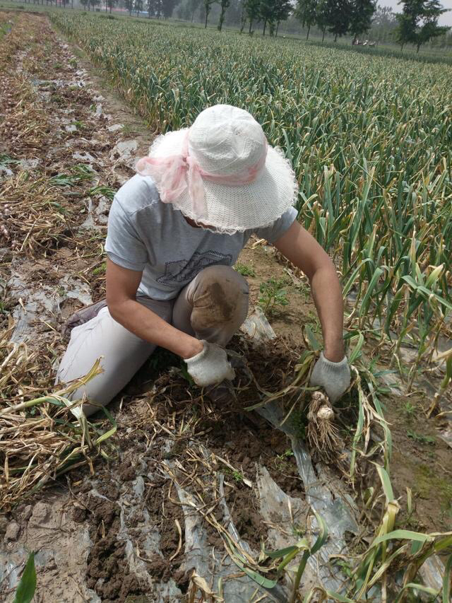 蒜薹免费送,苍山蒜薹免费送