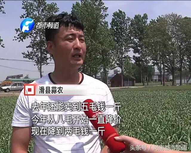 蒜薹免费送,苍山蒜薹免费送