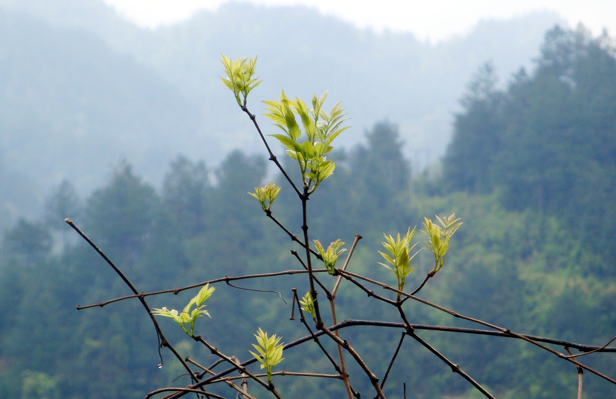 藤茶适合做什么茶,藤茶纯野生高山藤茶