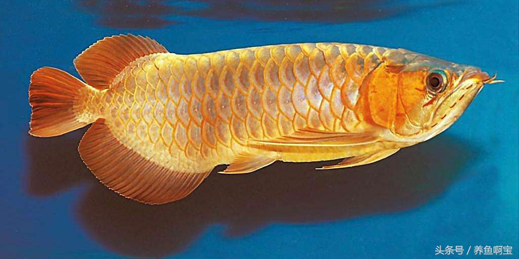 鱼的消化率能达到多少,鱼的消化与温度的关系