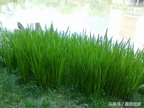 有治头晕耳鸣的西药没有,用菖蒲塞耳内能治耳鸣吗