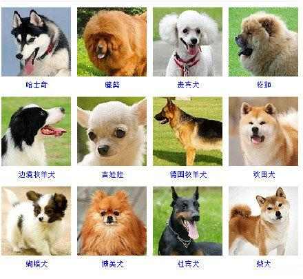 16种总是分不清的狗狗品种,全世界所有狗狗的品种大全