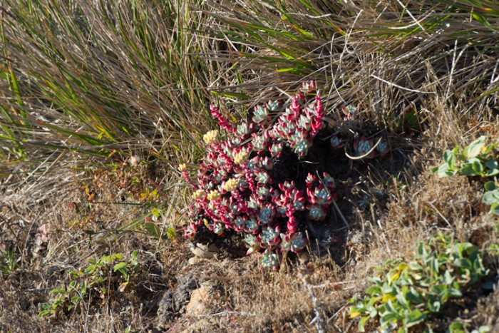 中国冰梅多肉植物原产地在哪,多肉植物原产地云南还是四川