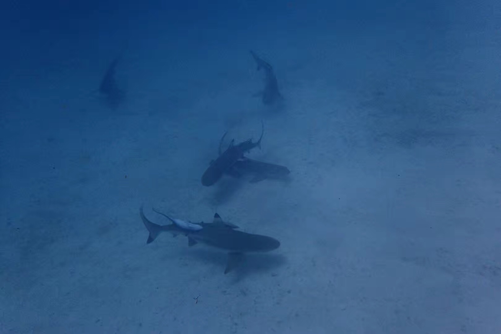 去帕劳玩是什么感觉,帕劳可以潜水吗