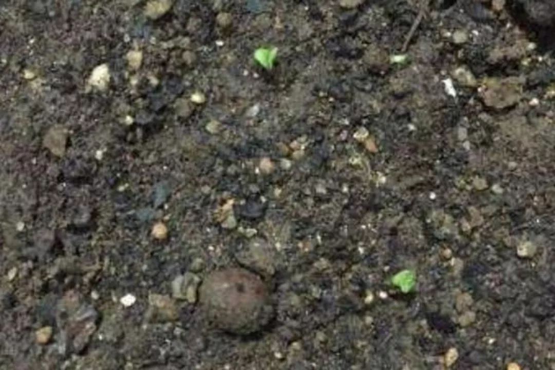 阳台盆栽香料,在家种什么香料好吃又实惠