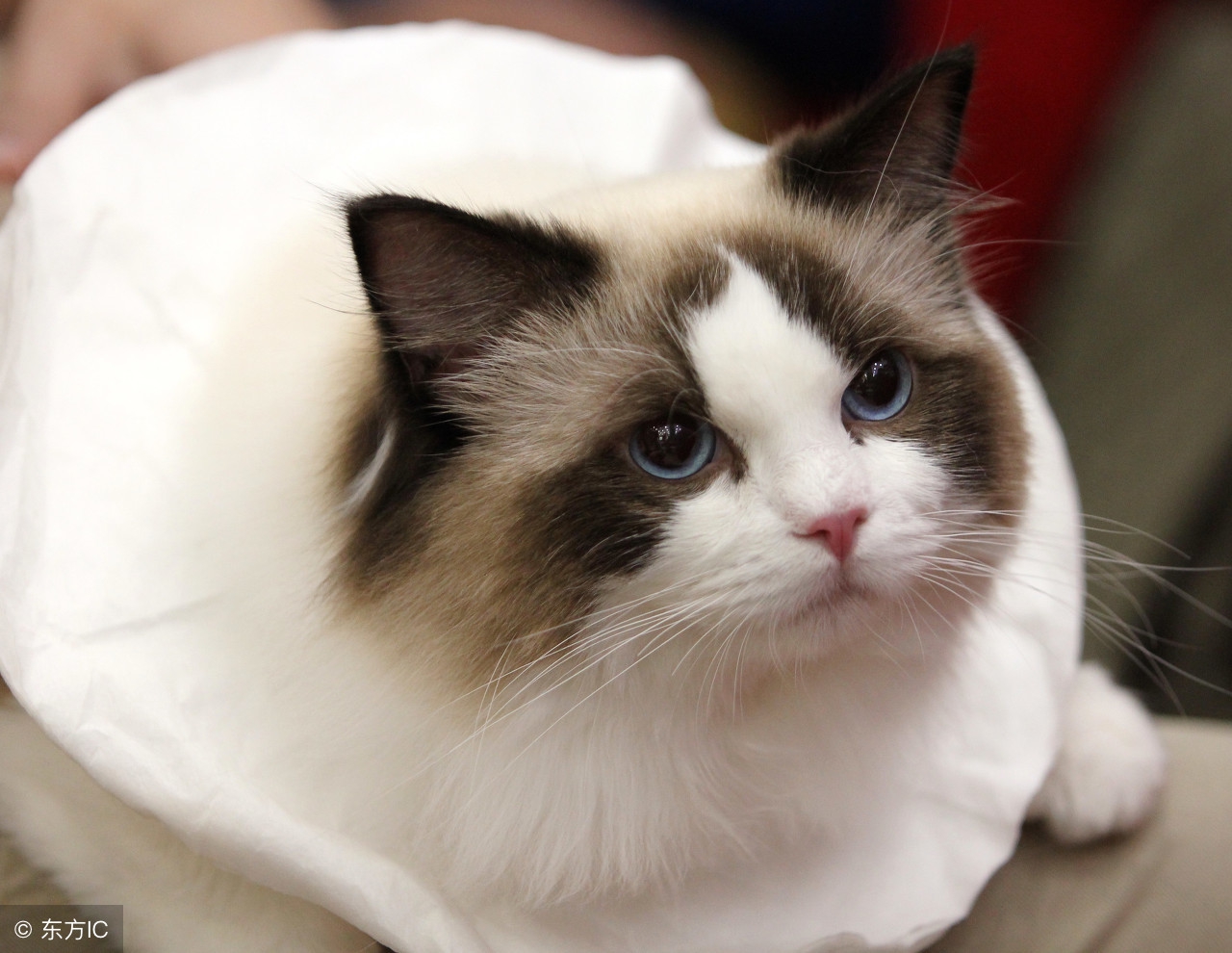 什么情况下给猫咪打疫苗,猫咪疫苗第一针和第二针最长间隔