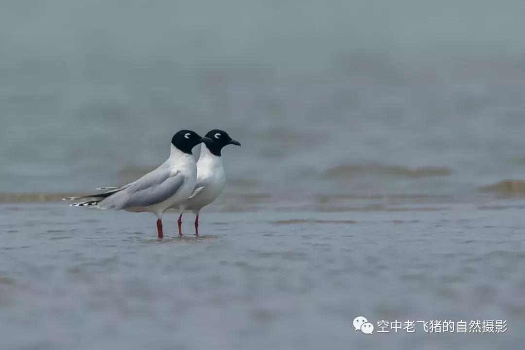 初夏时节，欣赏黑嘴鸥的浓情蜜意