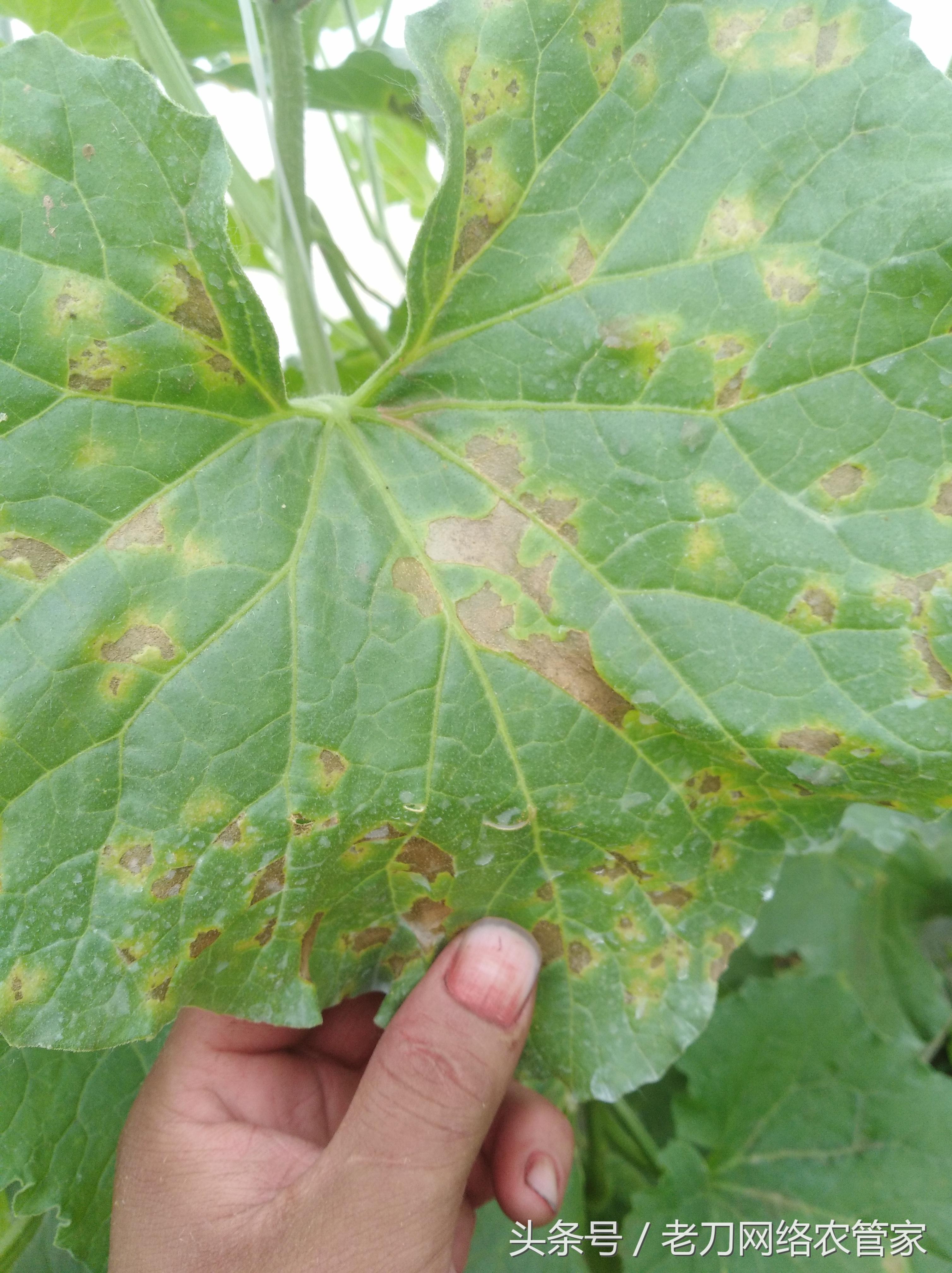 哈密瓜霜霉病真的很难治?防治技术为你一语道来