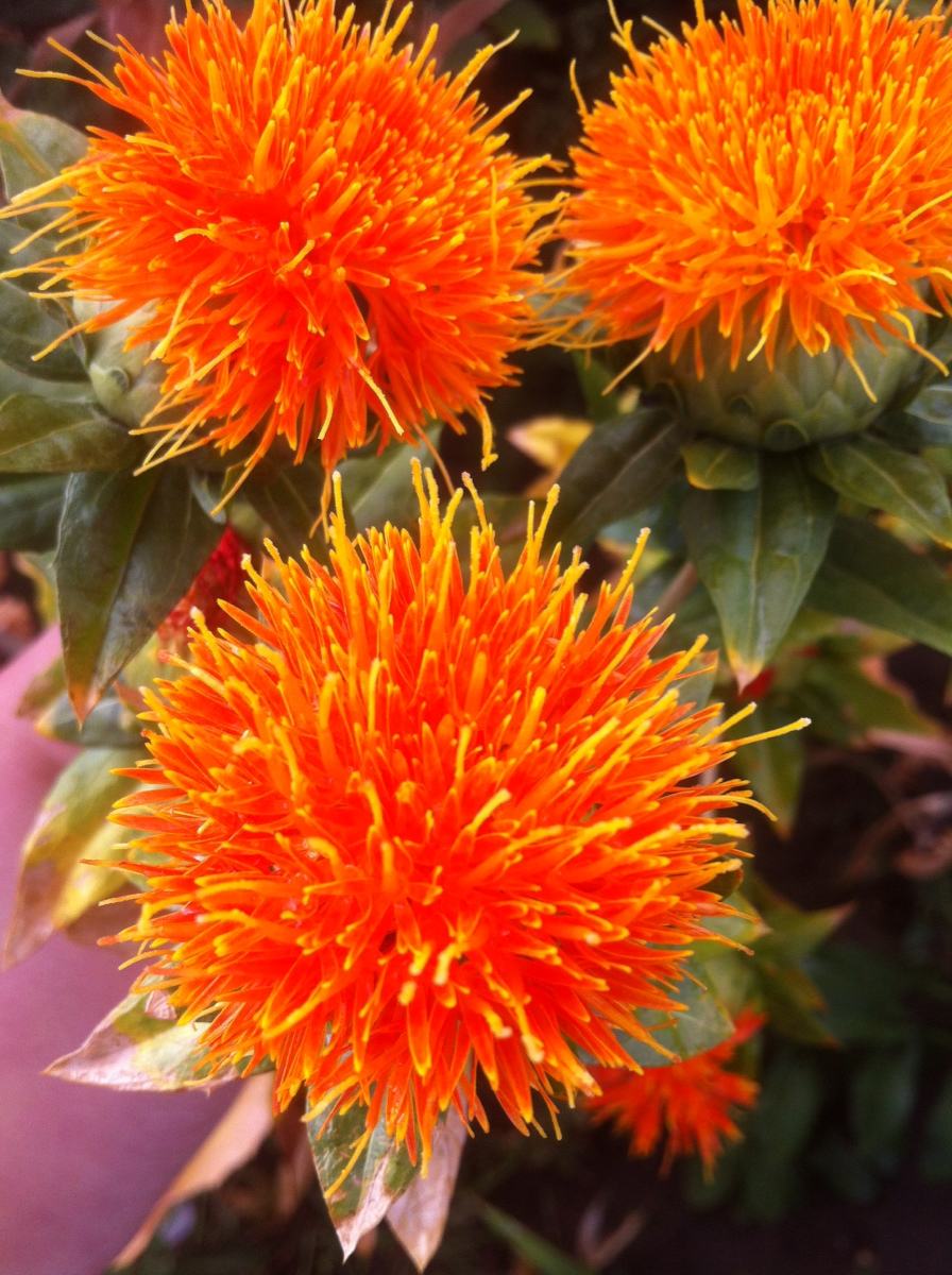 红花品种鉴别方法,怎么辨别伊朗藏红花真伪