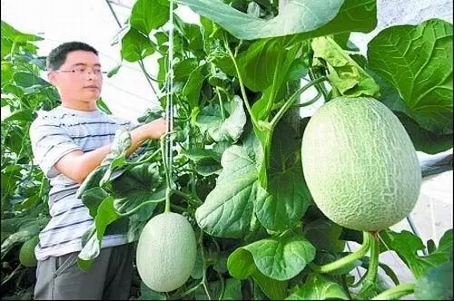 抗重茬薄皮甜瓜品种,甜瓜抗重茬