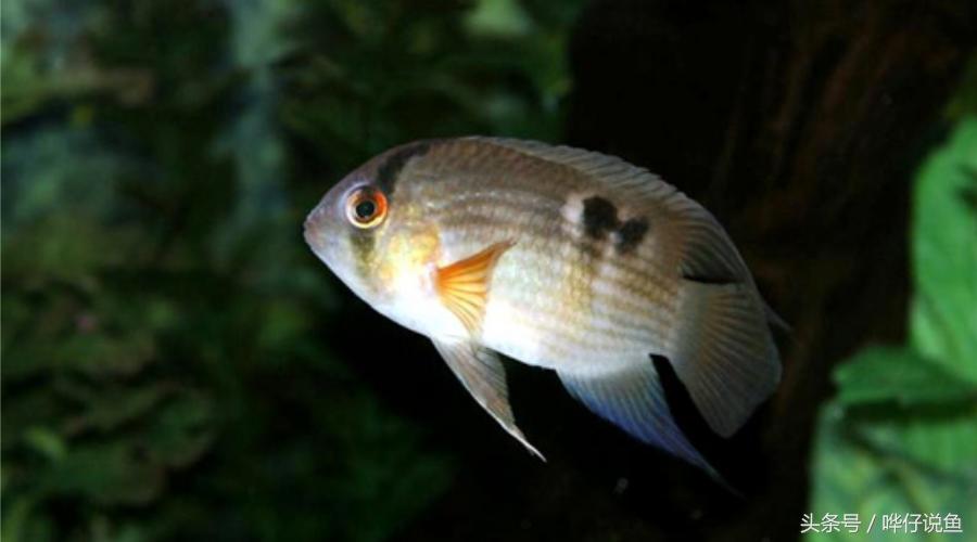 慈鲷鱼哪几种最好养,慈鲷十大最漂亮的鱼