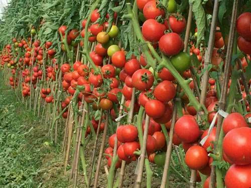 广西国家地理标志产品大全,广西地理标志农产品有哪些