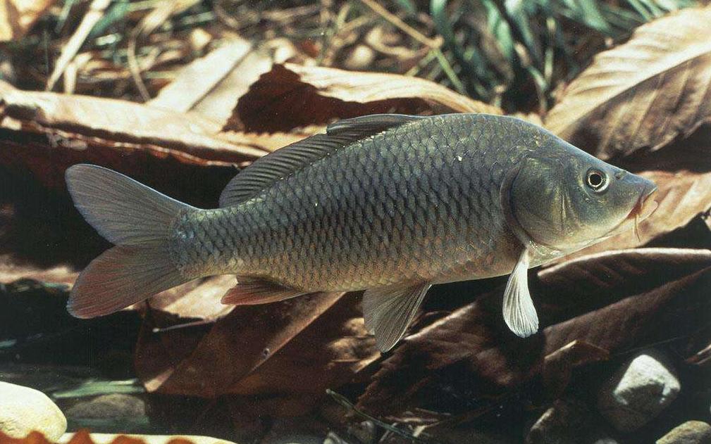 鲤鱼与鲫鱼的区分,怎么区分野生鲤鱼和鲫鱼