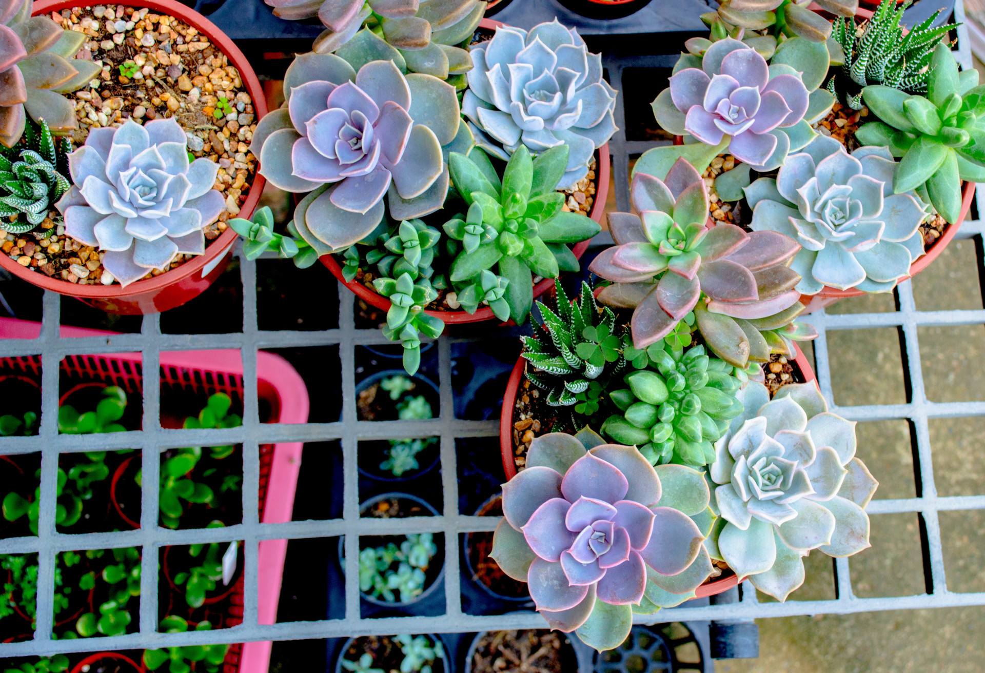 赫拉多肉叶片发软是否缺水,多肉叶片发软是怎么回事