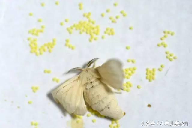 桑树种在家里可不可以,桑树盆栽放在家里可以吗