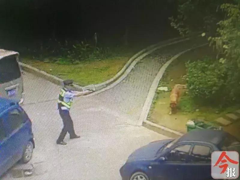 恶犬咬死小狗,花果园恶犬咬死猫