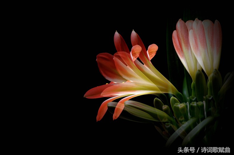 谁说毛*东泽**没写过抗日有关诗词，这几首难道不是？