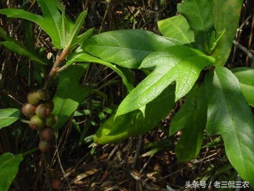 喝它煲的汤，饭也吃多几碗！带叶时你或许认识它，不带时可能懵了