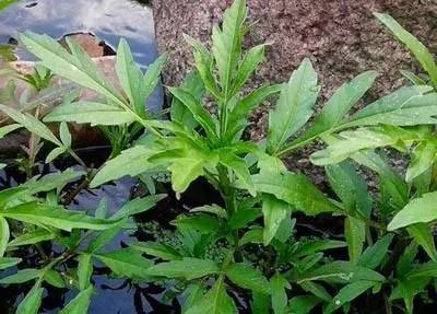 田间杂草及名称图片,地里杂草看不见实拍