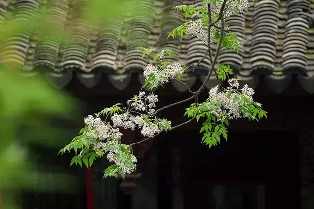 青梅的诗句古诗,青梅古诗其二