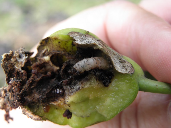 梨树常见的虫害有几种,梨树常见虫害和防治