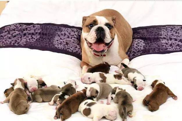 怀孕母狗能体内驱虫吗,怀孕母狗能驱虫吗